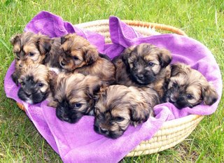 puppyfacesinbasket5weeksold.jpg